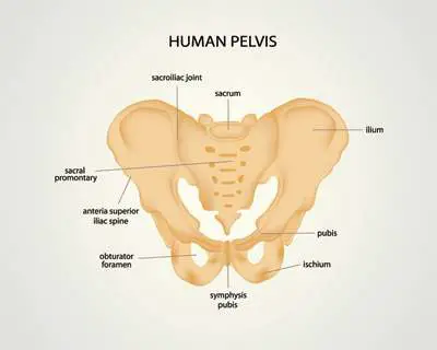 Pelvis diagram