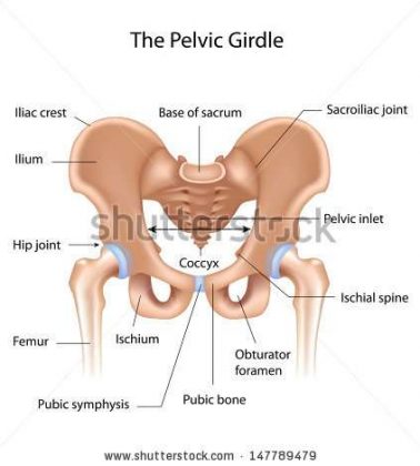 Pelvis diagram