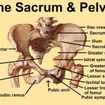 Pelvis diagram