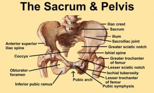 Pelvis diagram