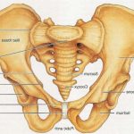 Pelvis diagram