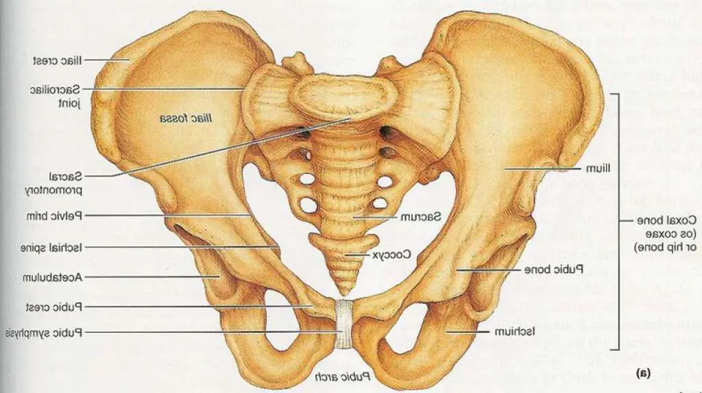 Pelvis diagram | Healthiack