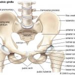Pelvis diagram