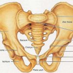Pelvis diagram