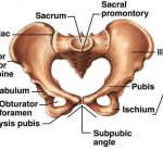 Pelvis diagram