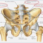 Pelvis diagram