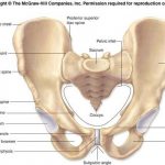 Pelvis diagram