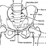 Pelvis diagram