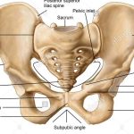 Pelvis diagram