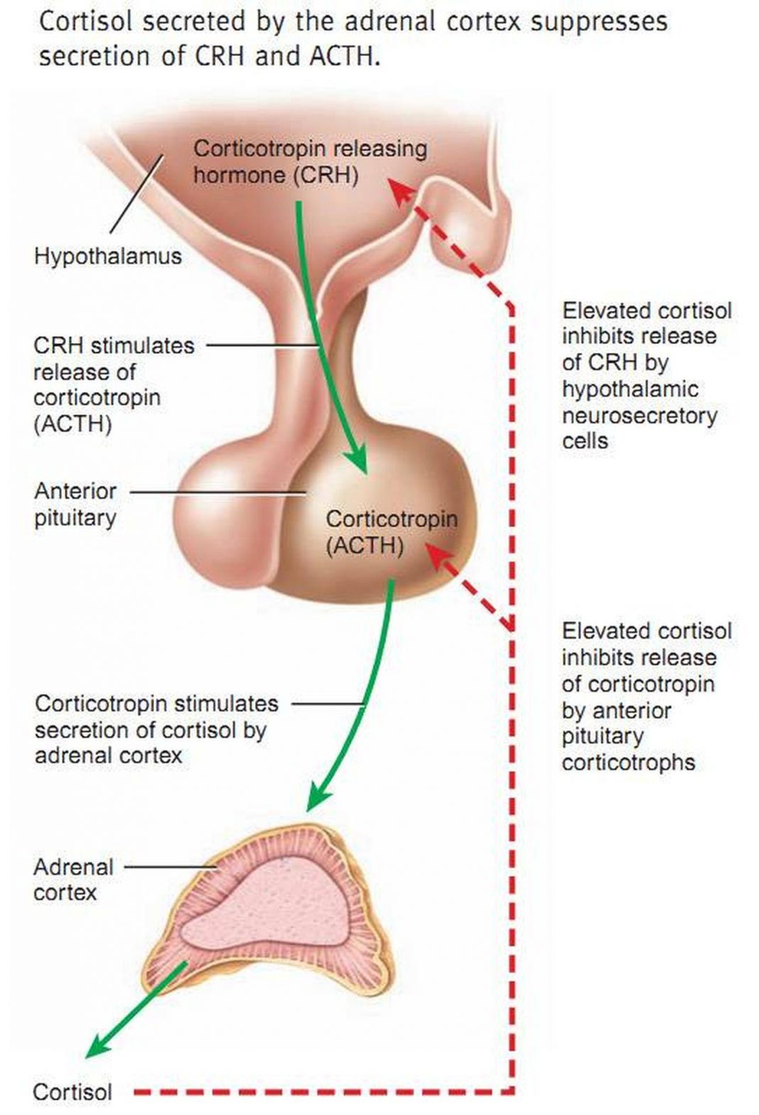 Pictures Of ACTH pictures-of-acth