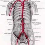 Pictures Of Abdominal Aorta