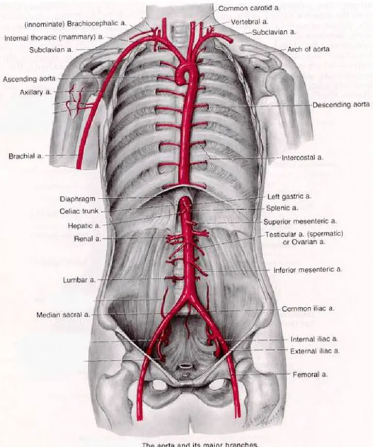 Pictures Of Abdominal Aorta