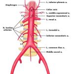 Pictures Of Abdominal Aorta