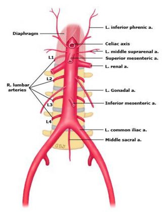 Pictures Of Abdominal Aorta