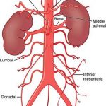 Pictures Of Abdominal Aorta