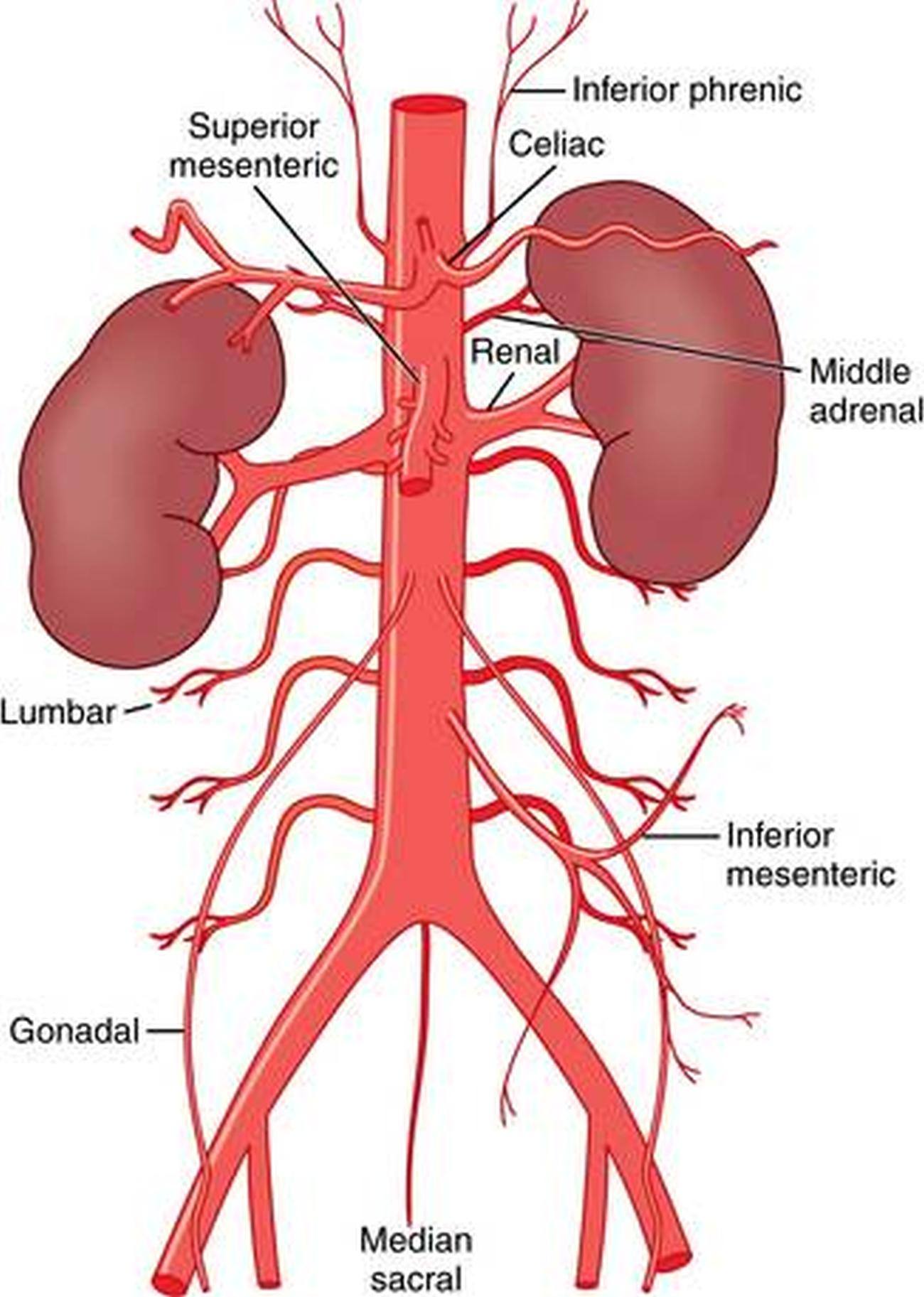 Abdominal Arteries Diagram