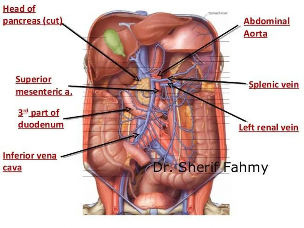 Анатомия брюшной полости 3д