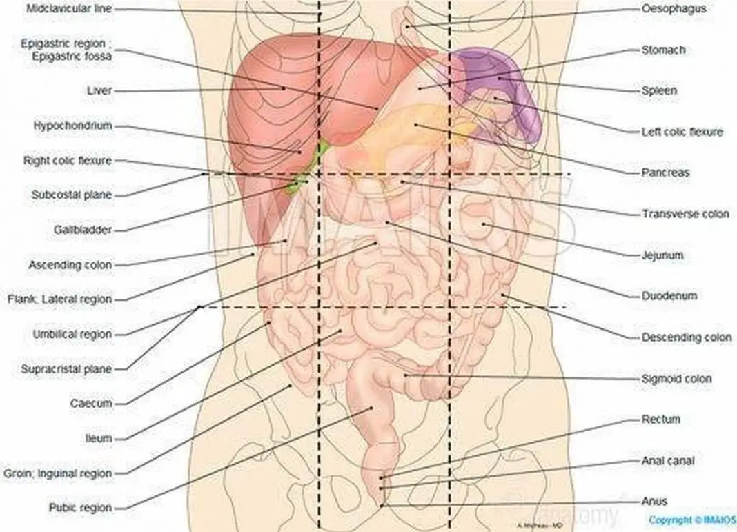 Organos lado derecho abdomen