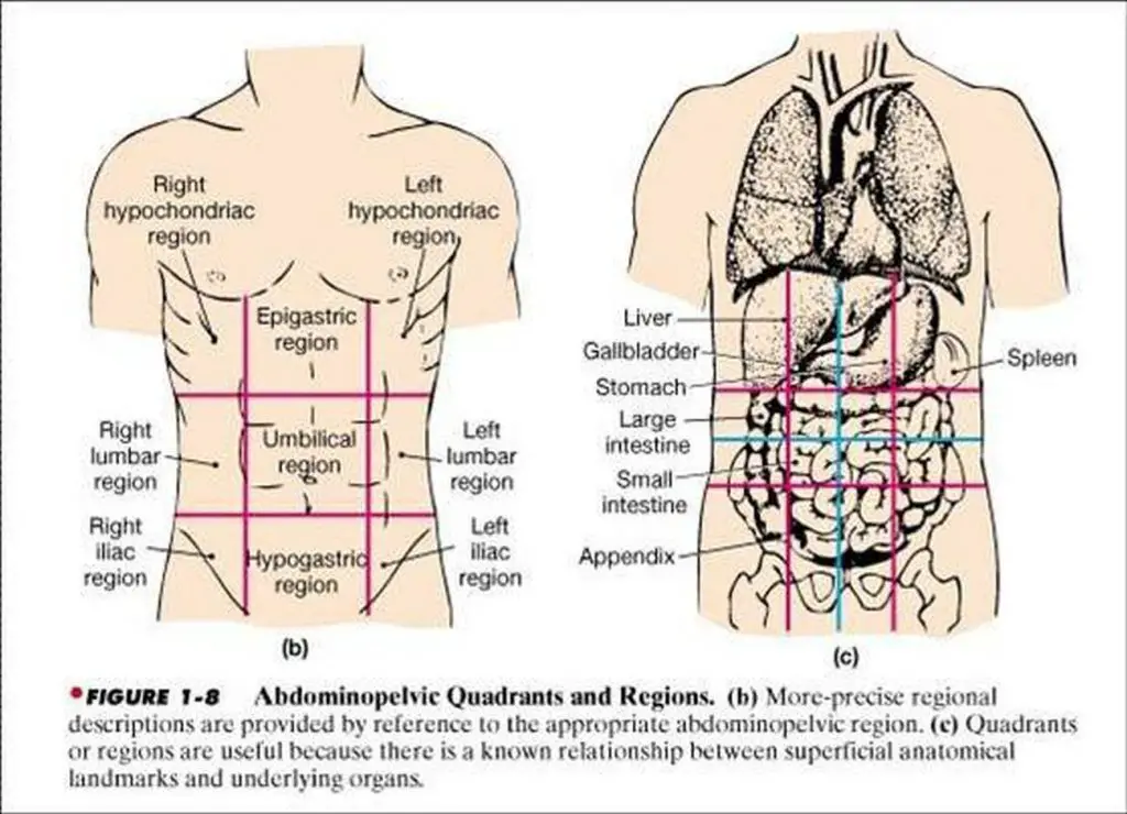 Pictures Of Abdominopelvic Cavity