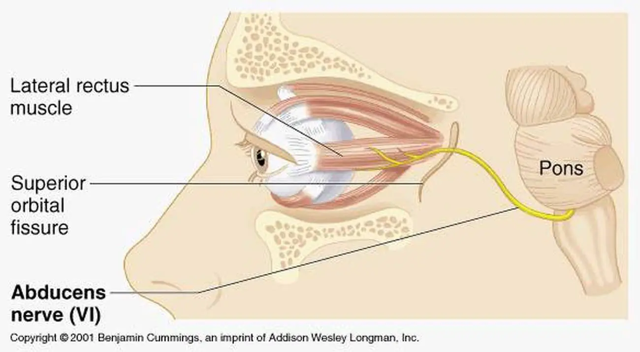Pictures Of Abducens Nerve