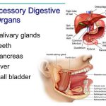 Pictures Of Accessory Digestive Organs