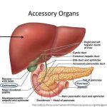 Pictures Of Accessory Digestive Organs