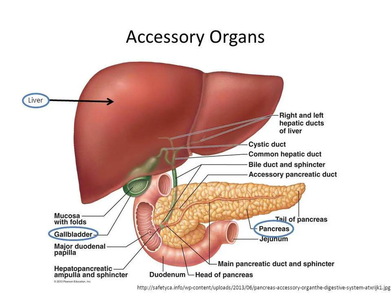 Pictures Of Accessory Digestive Organs
