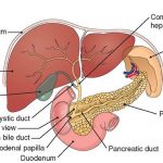 Pictures Of Accessory Digestive Organs