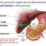 Pictures Of Accessory Digestive Organs