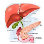 Pictures Of Accessory Digestive Organs
