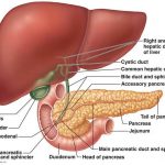 Pictures Of Accessory Digestive Organs