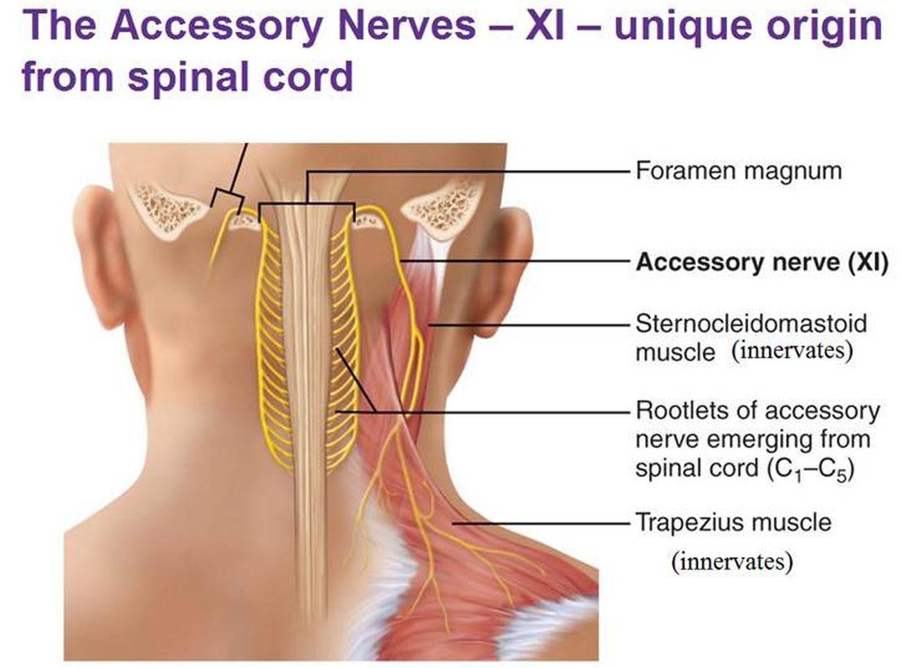 Pictures Of Accessory Nerve