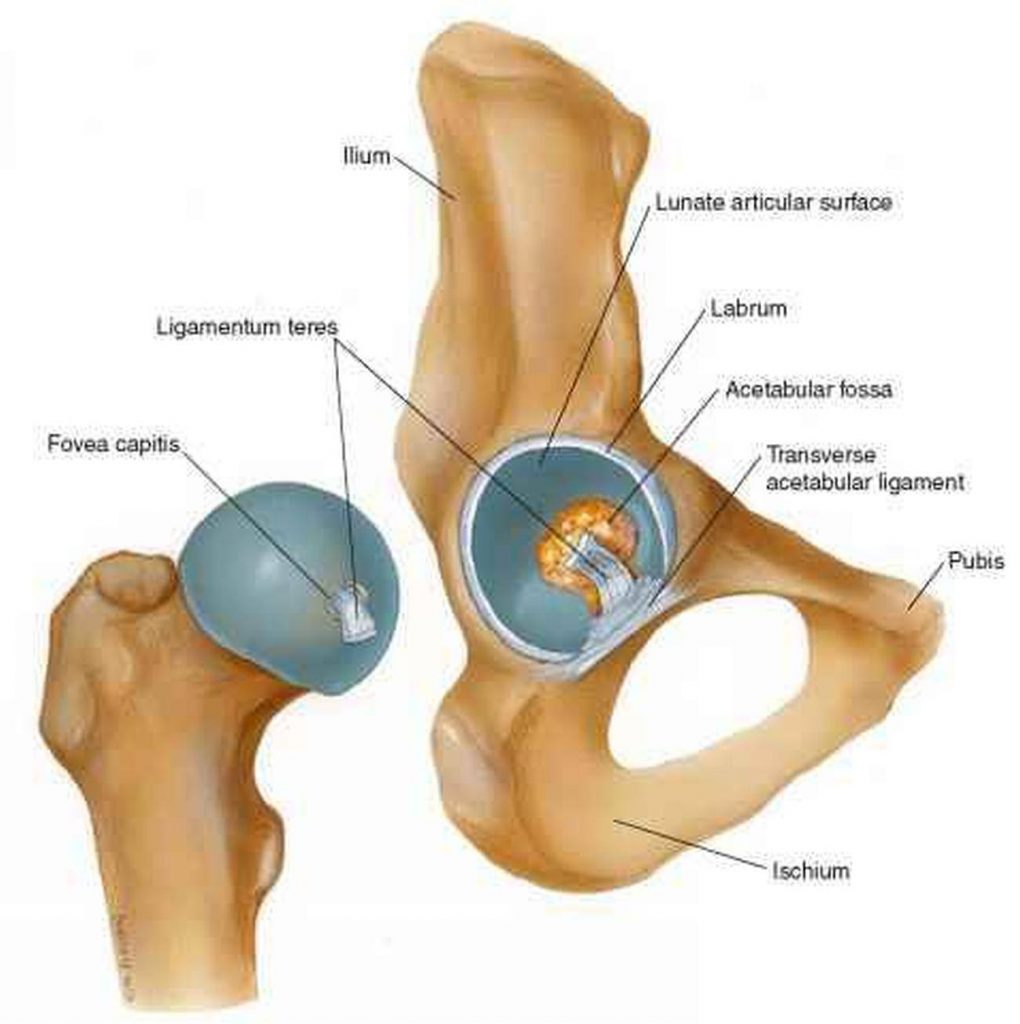 Pictures Of Acetabulum