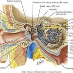 Pictures Of Acoustic Nerve