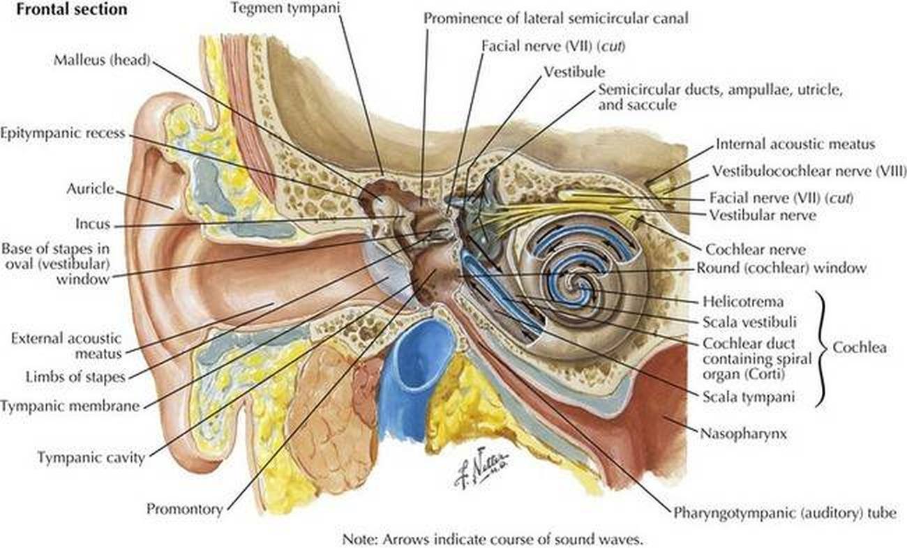 Pictures Of Acoustic Nerve