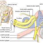 Pictures Of Acoustic Nerve