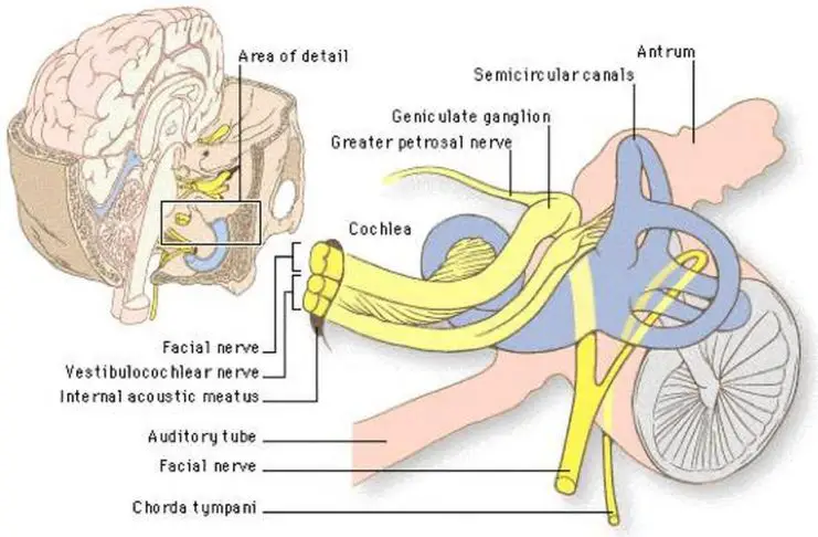 Pictures Of Acoustic Nerve Pictures Of Acoustic Nerve