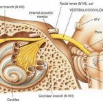 Pictures Of Acoustic Nerve