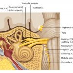 Pictures Of Acoustic Nerve