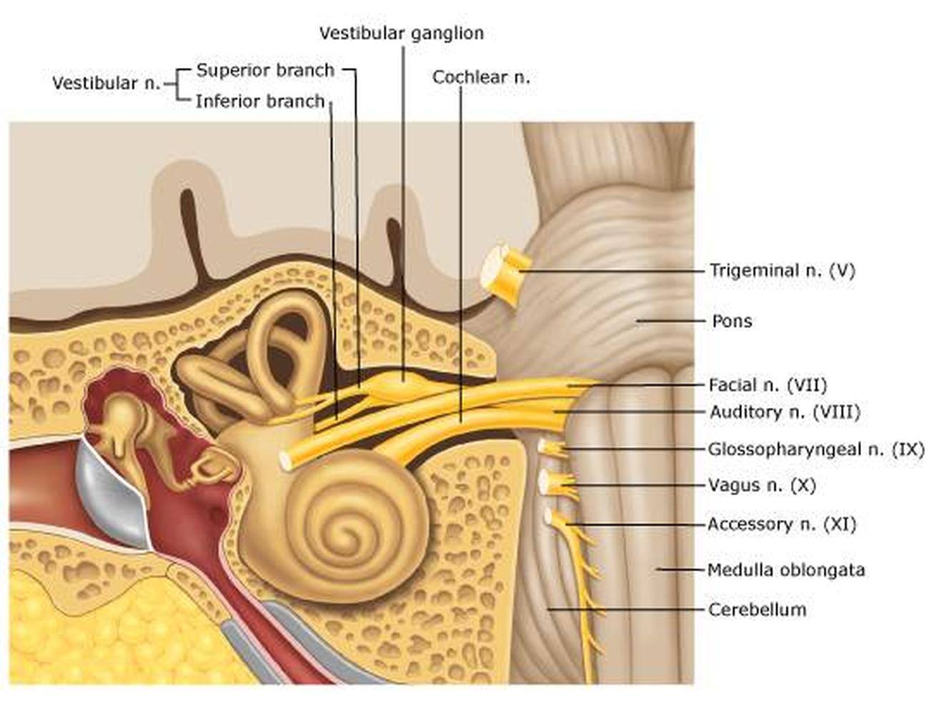 Pictures Of Acoustic Nerve