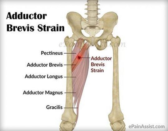 Pictures Of Adductor Brevis