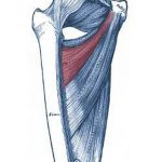 Pictures Of Adductor Brevis