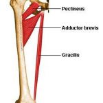 Pictures Of Adductor Brevis
