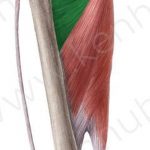 Pictures Of Adductor Brevis