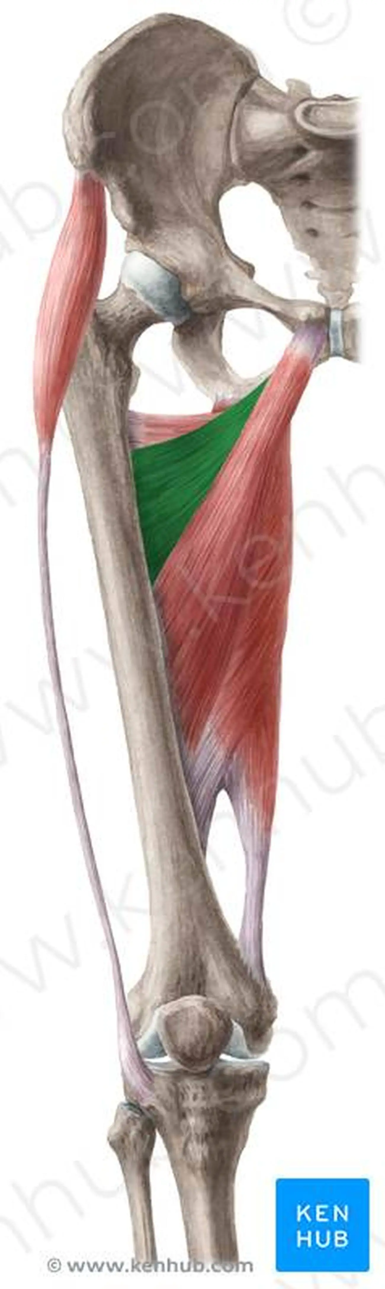 Pictures Of Adductor Brevis