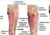 Pictures Of Adductor Brevis Tendons