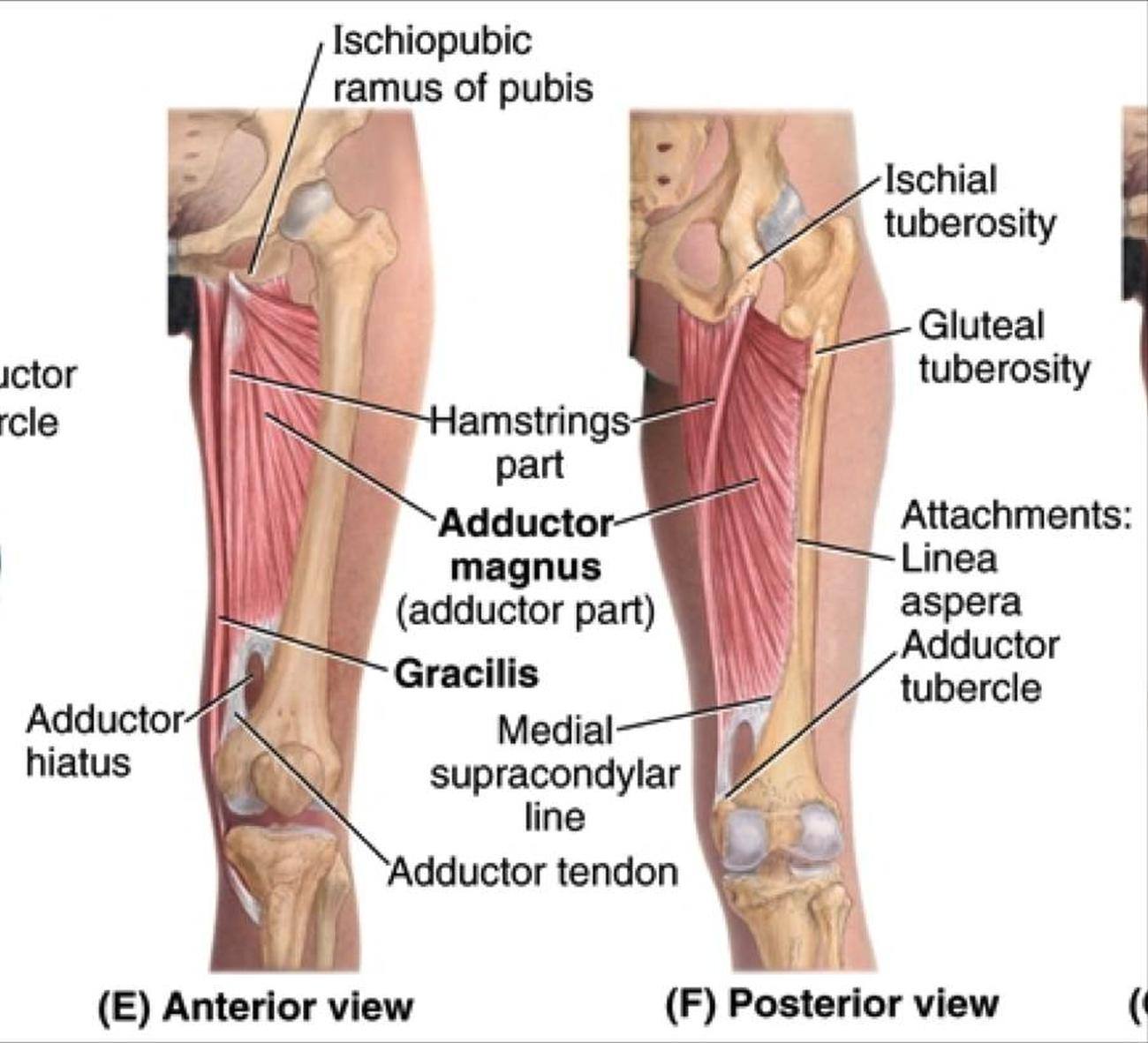 Pictures Of Adductor Brevis Tendons