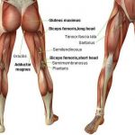 Pictures Of Adductor Longus
