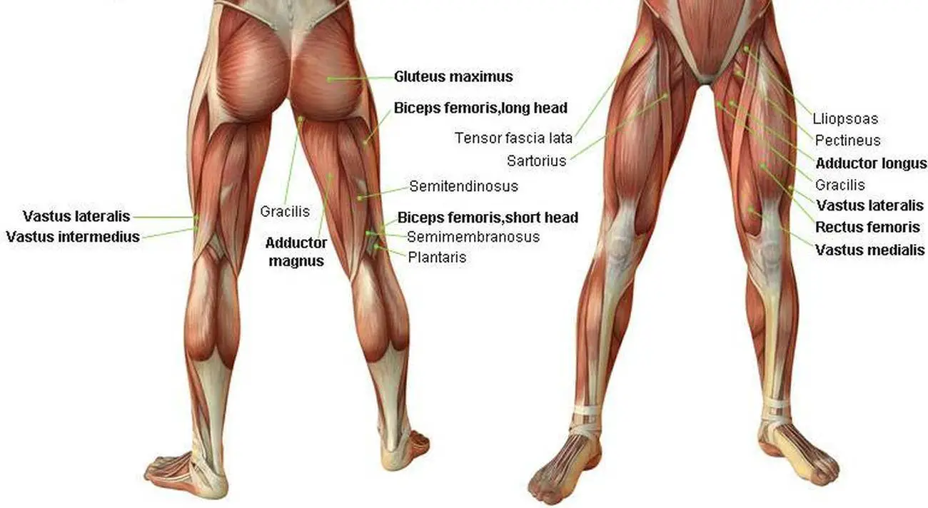 Pictures Of Adductor Longus
