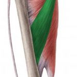 Pictures Of Adductor Longus